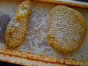 Frame with Spots of Honey