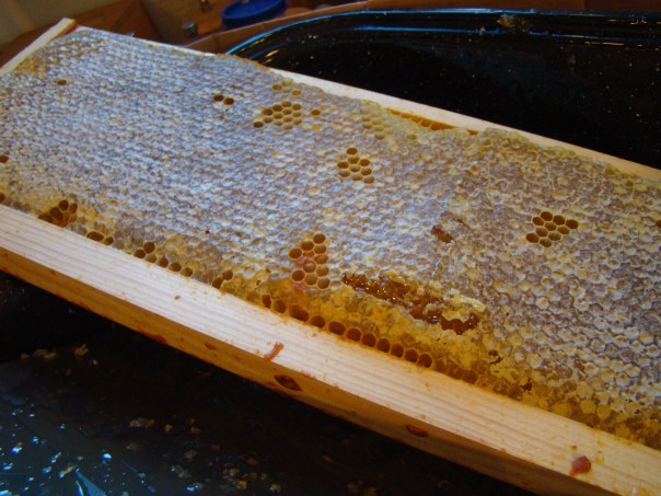 Frame Filled with Capped Honey