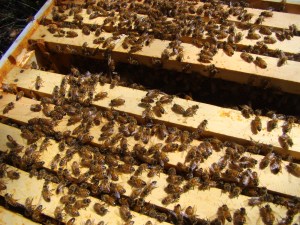Bees in Hive