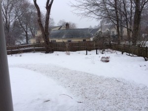 My backyard this morning...