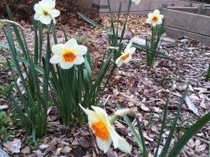My favorite daffodils: Barrett Browing