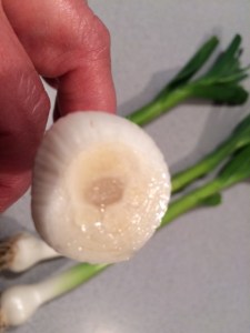 If you look carefully, you'll see tiny cloves ready to grow!